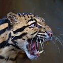 slides/_MG_4343.jpg wildlife, feline, big cat, cat, predator, fur, marking, clouded, leopard, eye, fang WBCS6 - Clouded Leopard